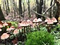 Mycena maculata-amf1342-1